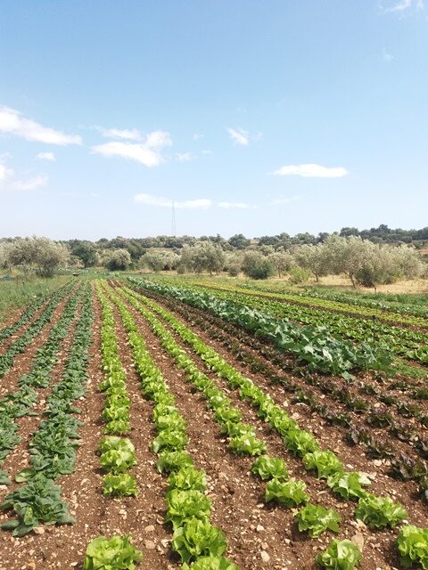 agricoltura sicilia