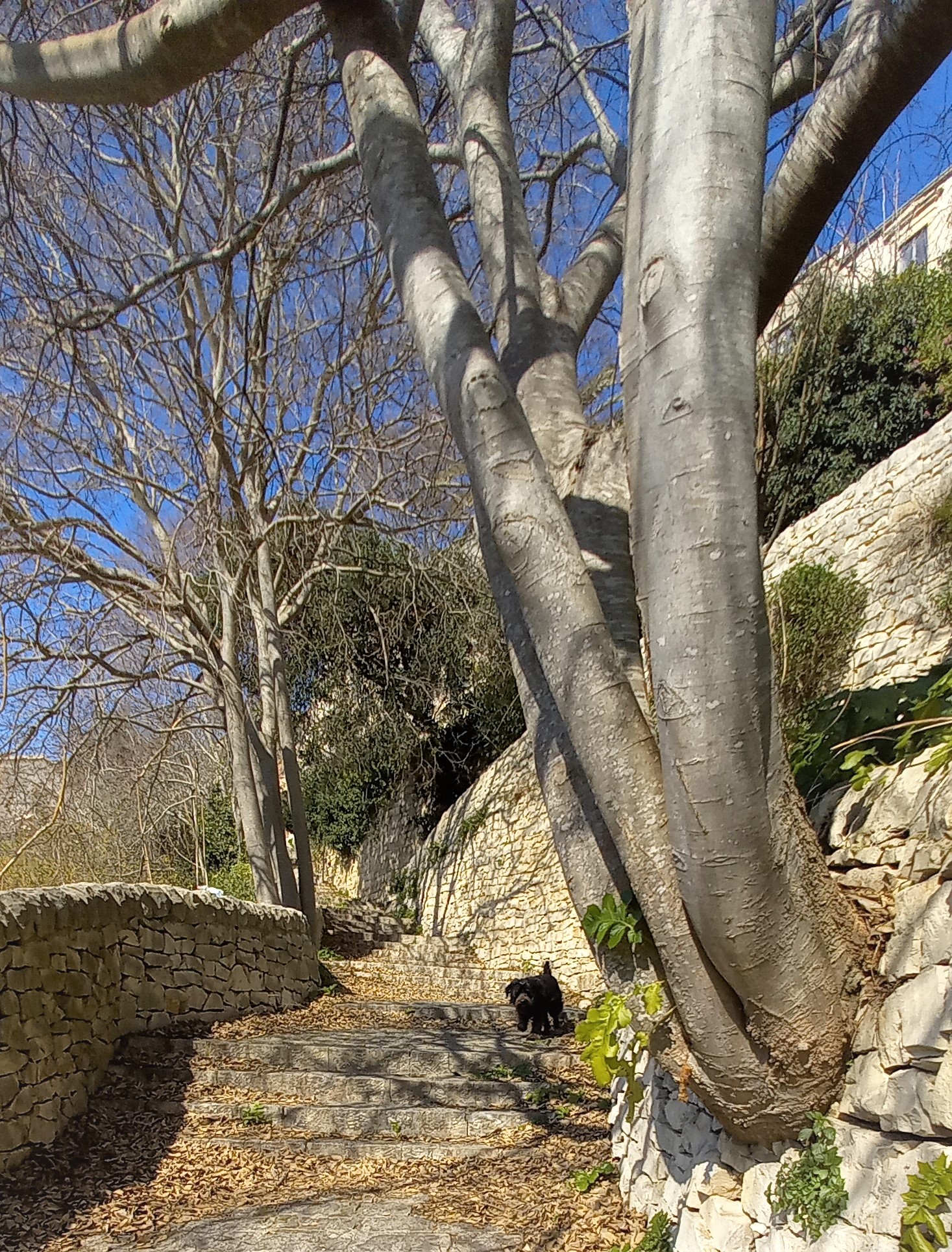 alberi salvaguardia dei sentieri ibla visionaria ragusa sicily needs love