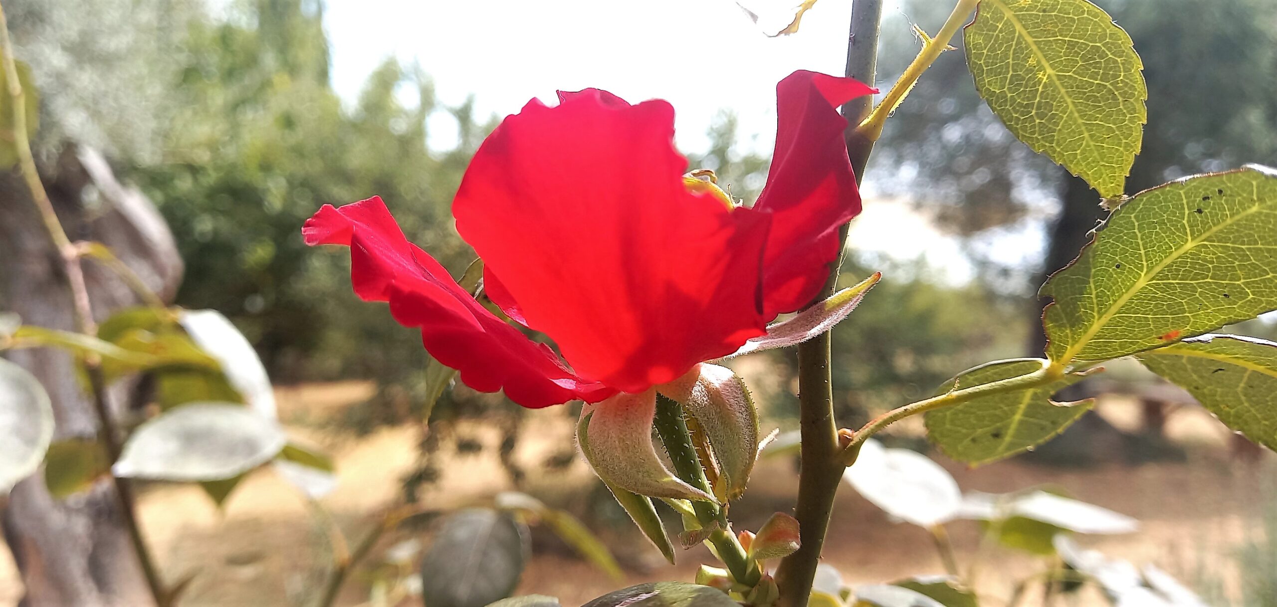 96 Caltagirone Visionaria Sicily needs love petali di una rosa