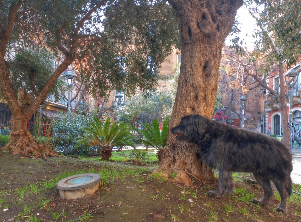 Piazzetta Sciuti Mia Ulivi Gatto Catania Visionaria
