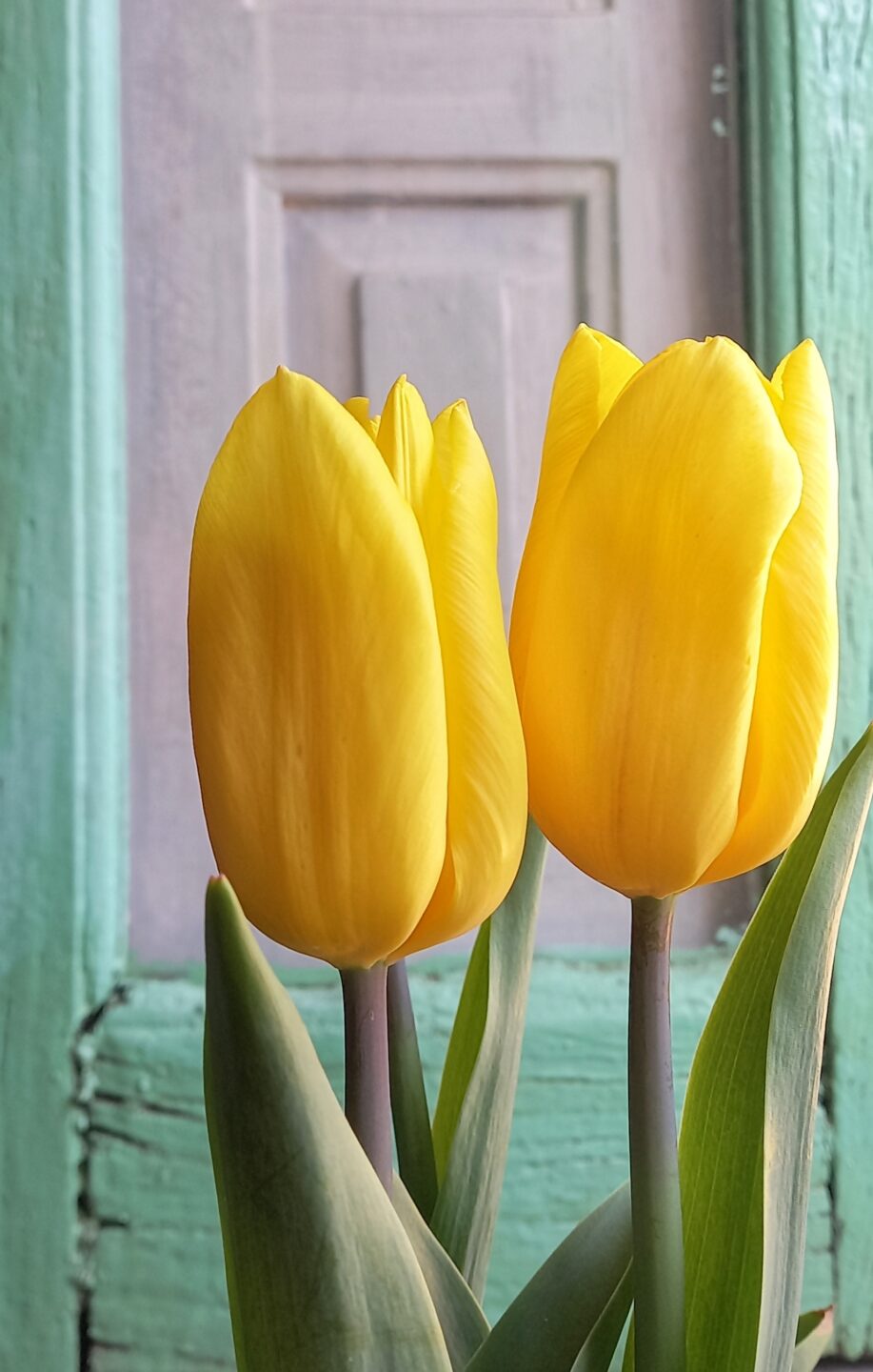 tre tulipani gialli mezzanine living 1mqdb