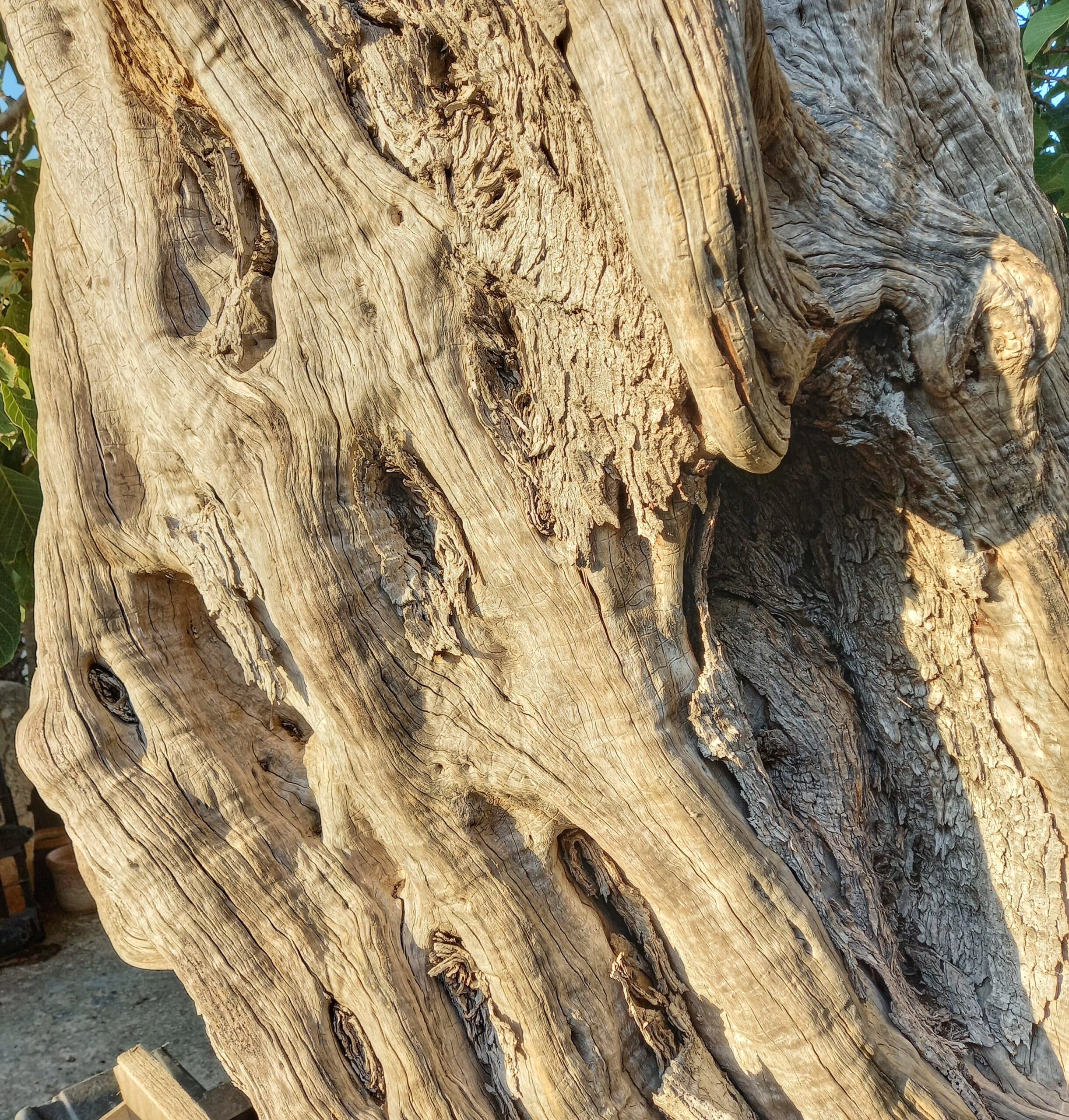 Terre di Martorina Noce